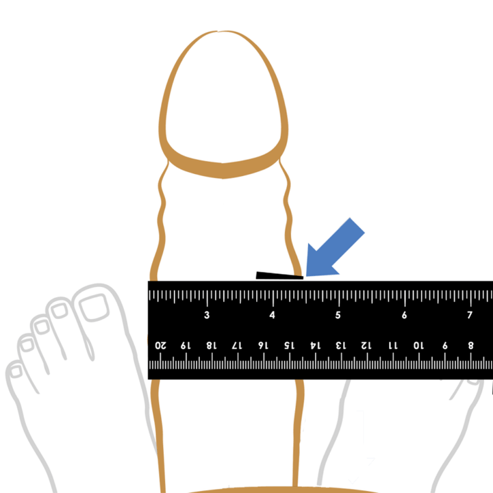 Measurement of the thickness of the penis