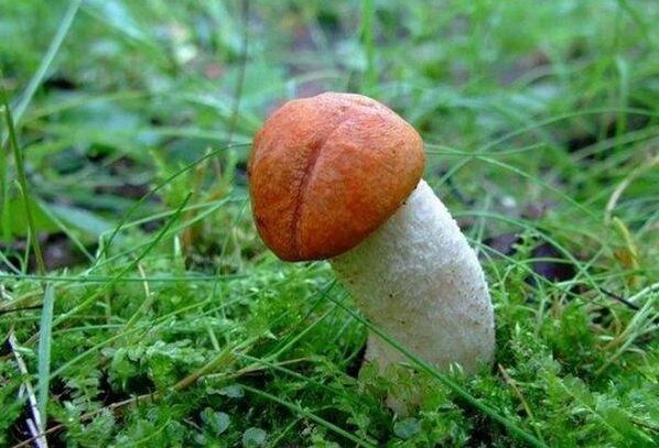The mushroom symbolizes an enlarged acorn