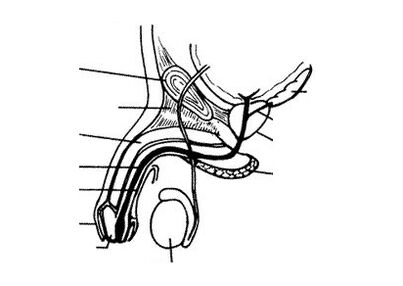 Penis structure